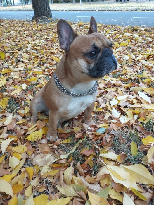 Вязка французкий бульдог