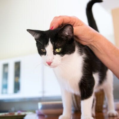 Ćwirek szuka kochającego domu