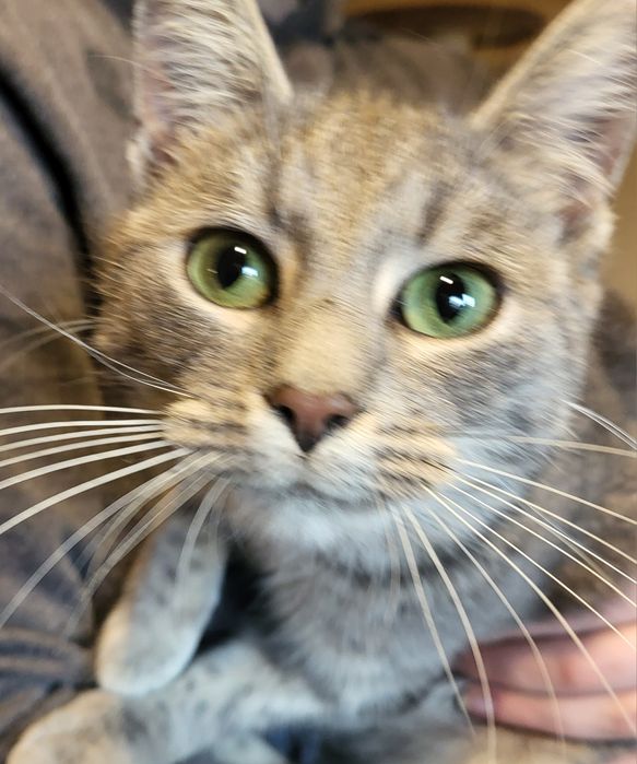 Chcesz kotka, zapraszamy do azylu.