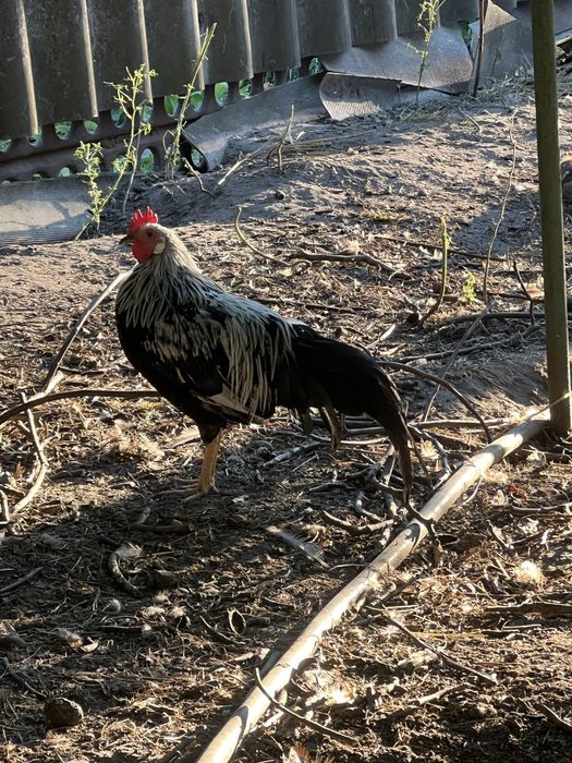 Петухи леггорна.