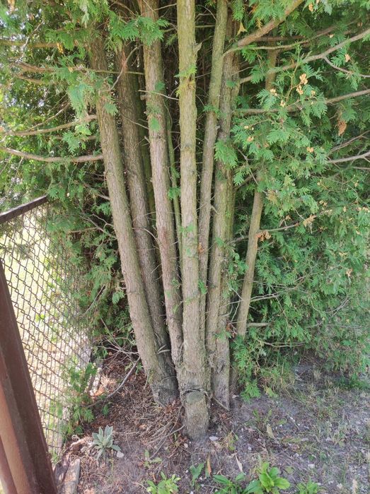 Oddam drzewo na opał za wycięcie i uprzątnięcie