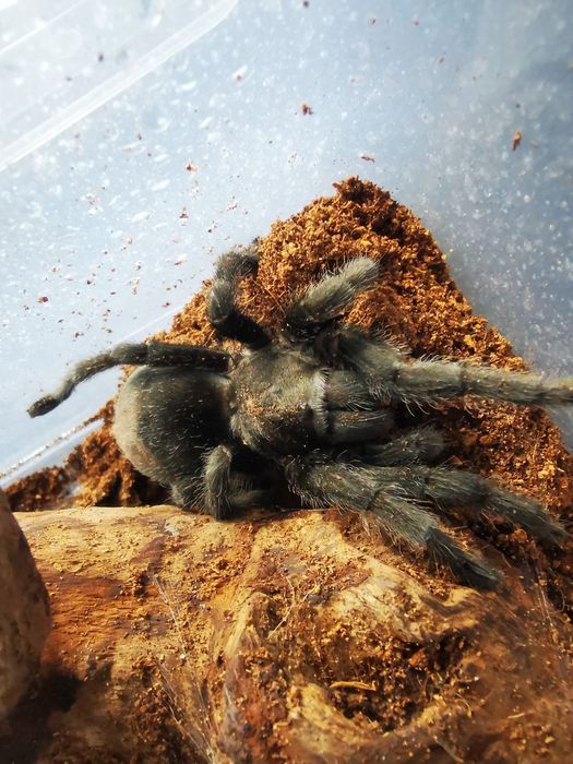 Samiec Gramostola pulchra
