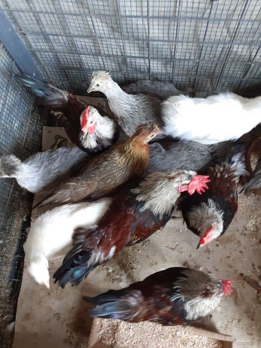 Garnizas fêmeas e machos e ótima qualidade