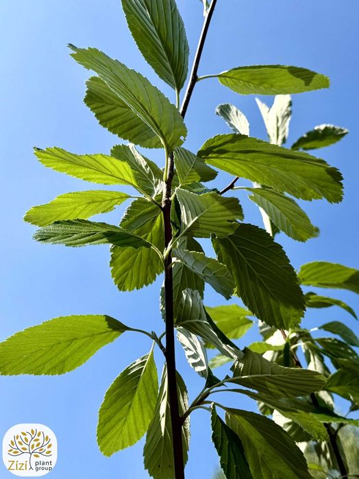 jarząb mączny, Sorbus aria Lutescens i Majestica, obwody 8-14cm, srebrzyste liście