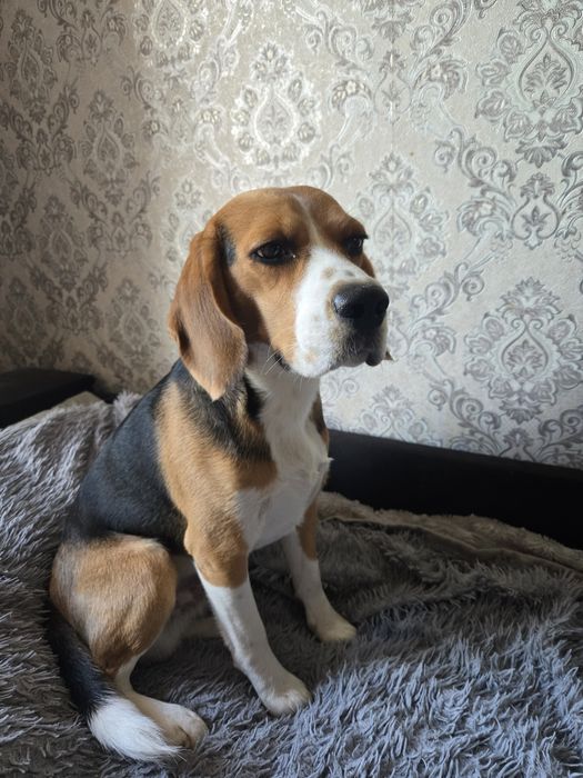 Продам собаку бігль