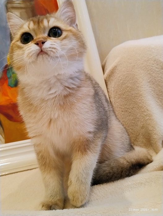 Неймовірно чудова британська золота шиншила