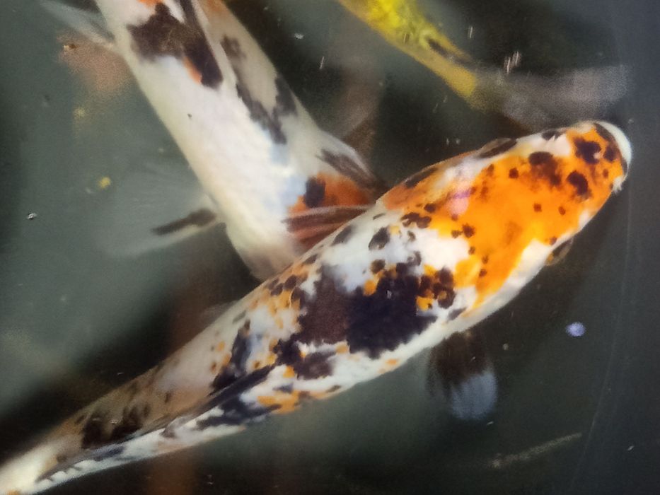 Karp koi w sprzedaży,..