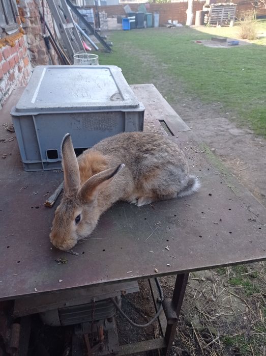 Sprzedam młodą samice