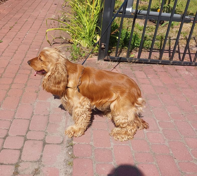 Cocker Spaniel Angielski piesek