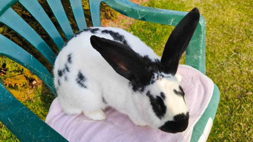 Samica srokacz 8 miesięcy