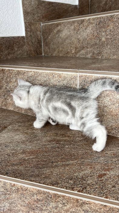 Котинчта, котики, кошенята