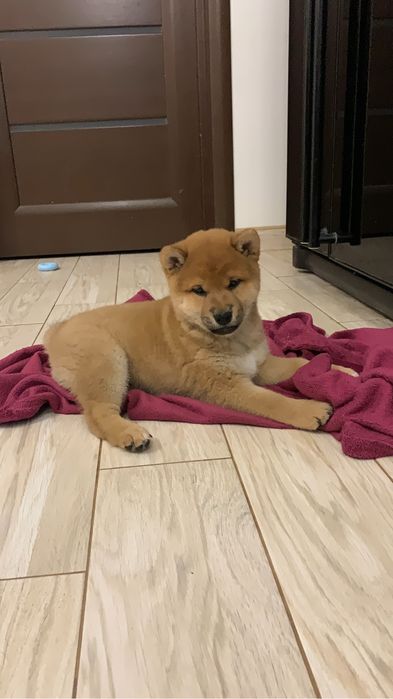Маленький красень шиба іну, shiba, сіба