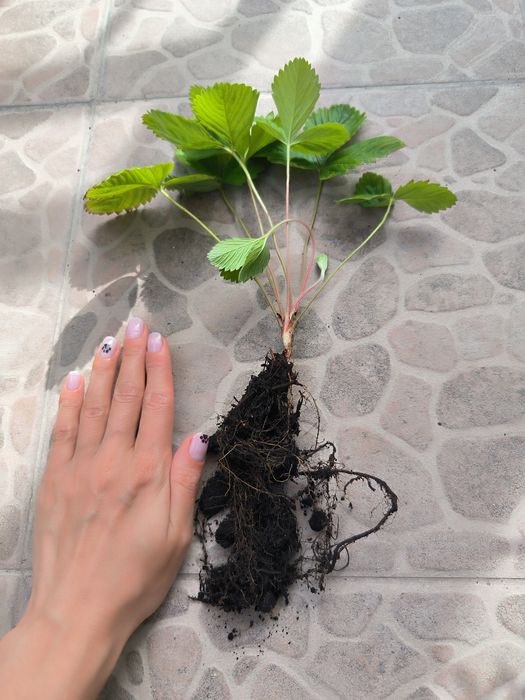 Саджанці суниці Карпатської лісової