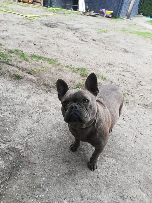 Buldog Francuski suczka niebieska Elza rodowód