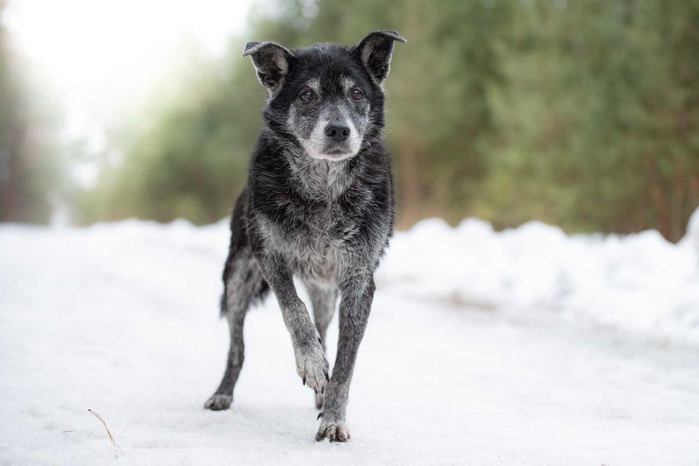 Alvados: łagodny, stonowany, delikatny