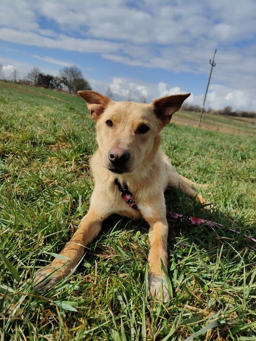 Słodka Lilo od roku czeka na dom