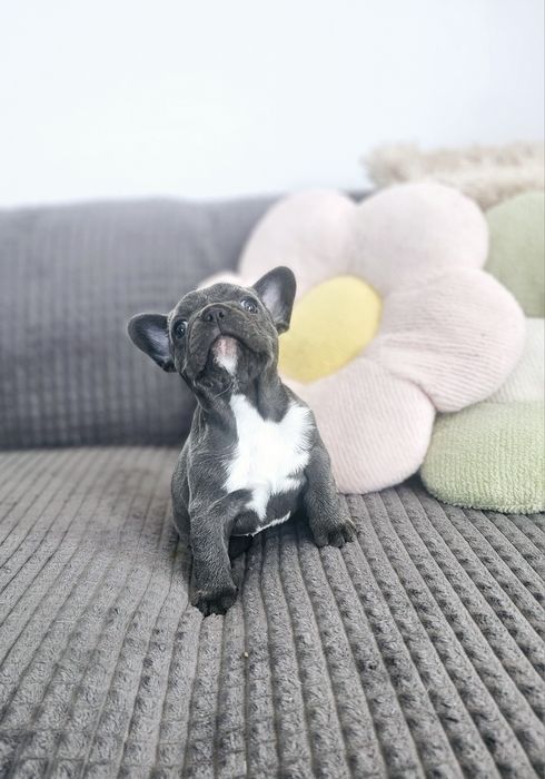 Buldog francuski sunia Molly