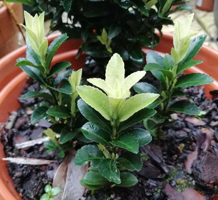 Planta Paloma branca