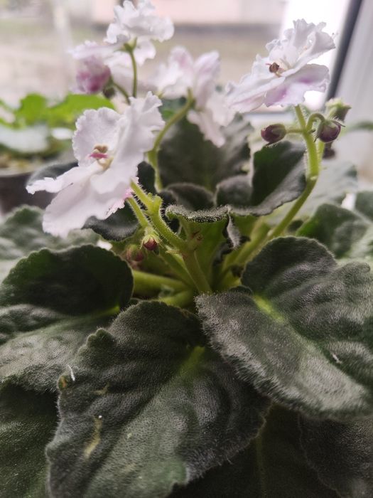 Продам цветущую фиалку