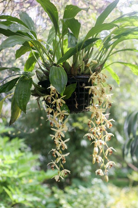 Orquídea de Colar de exterior. Muito perfumada.