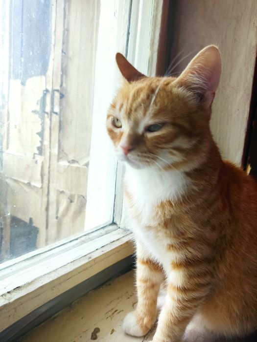 Котёнок мальчик 1 год, мемяц