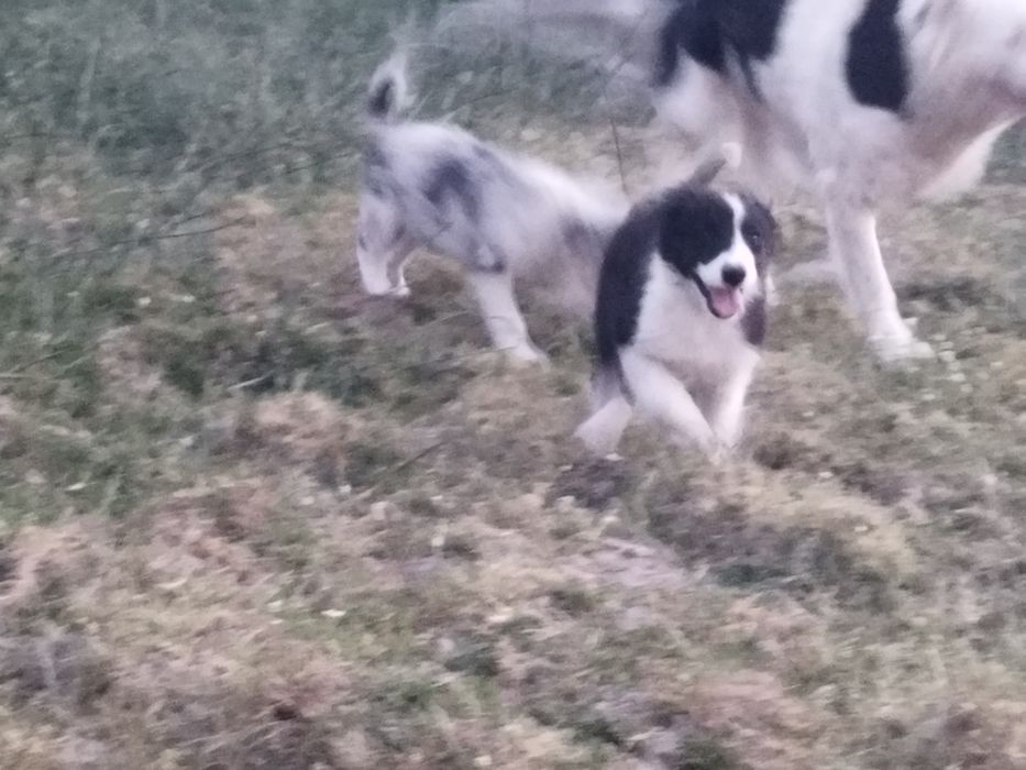 Border collie macho