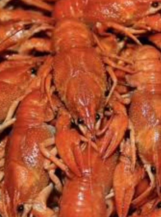 Продам живі раки