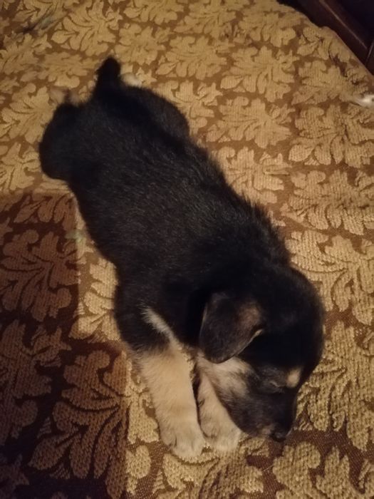 Хлопчик, майже вівчарка.