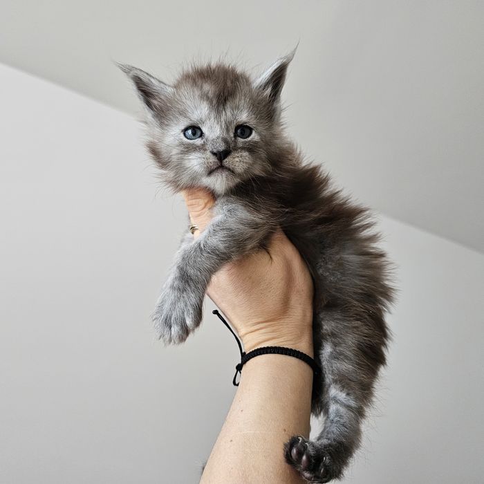 Kociaki   Maine coon rodowód Fpl