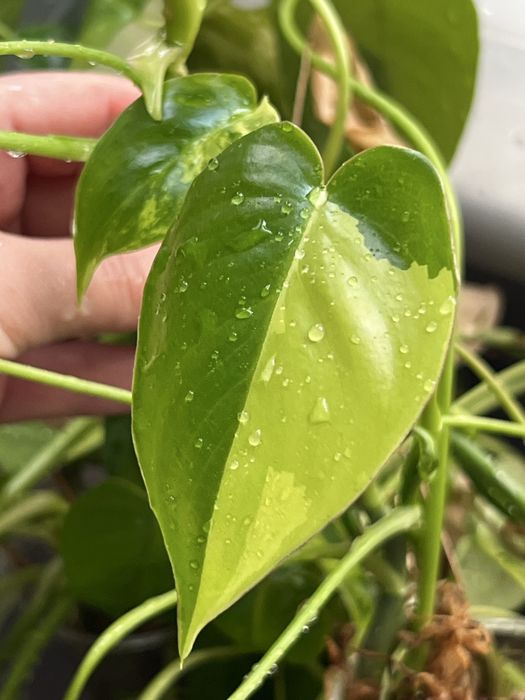 Philodendron burble marx variegata