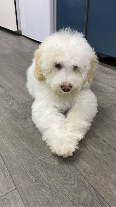 Imperdível!!!Lindo bebê de caniche (poodle) médio procura novo dono!!!