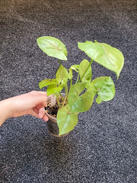 Syngonium Roxana Roxanne