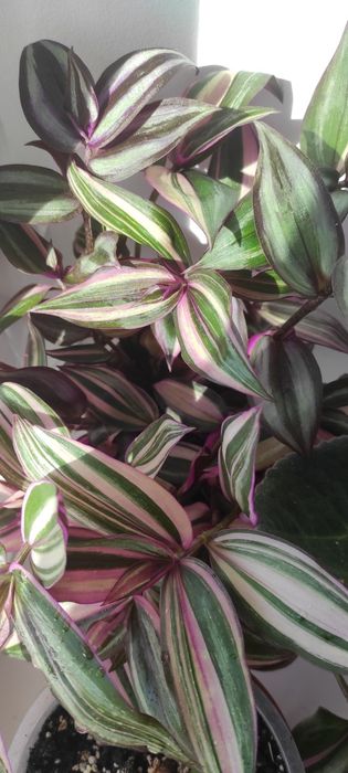 Фікус бенжаміна Twilight, Moclame, традесканція, калізія