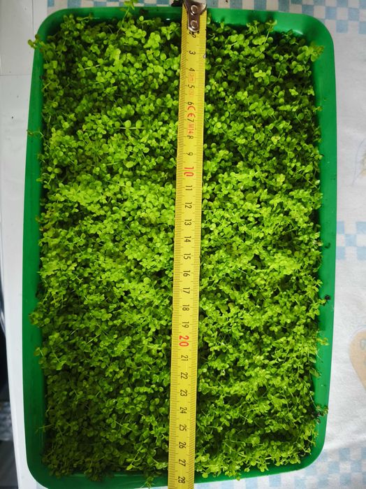 Plantas de aquário Hemianthus Callitrichoides 'Cuba'