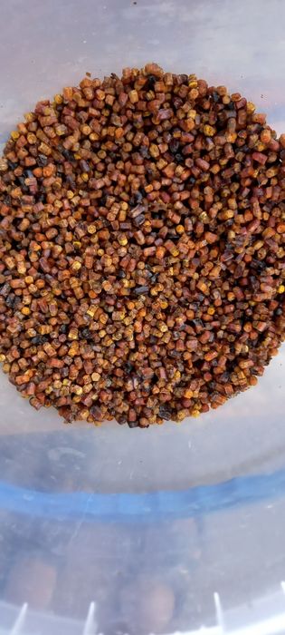 Гірська бджолина перга