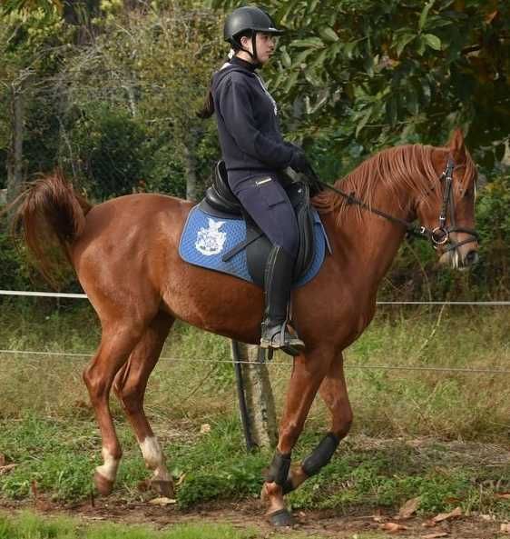 Belo e super cavalo Árabe á venda