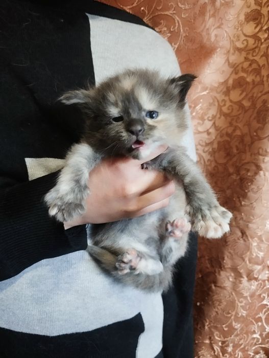 Маленька принцеса чекає