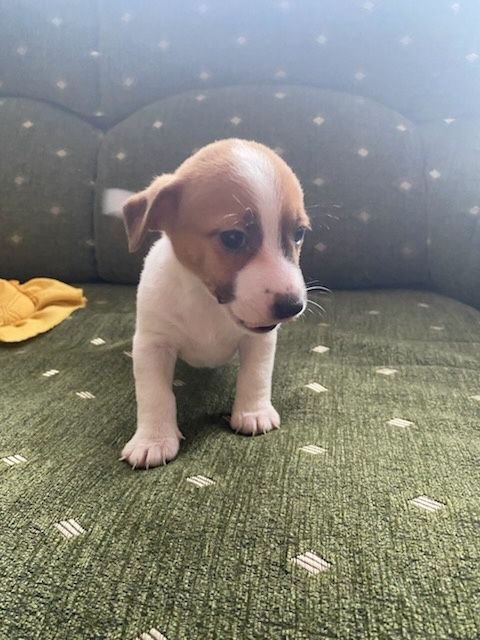 Jack russell terrier szczeniak