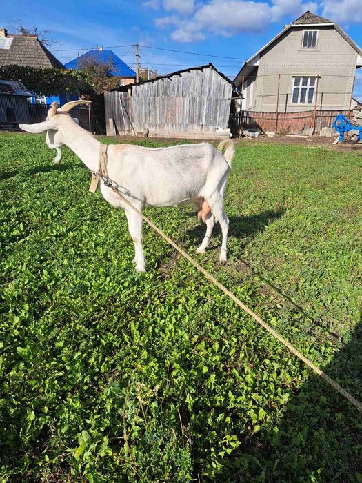 Коза породистная.ціна договірна.