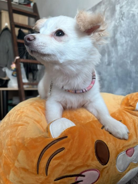Chihuahua FCI chłopiec dlugowlosy