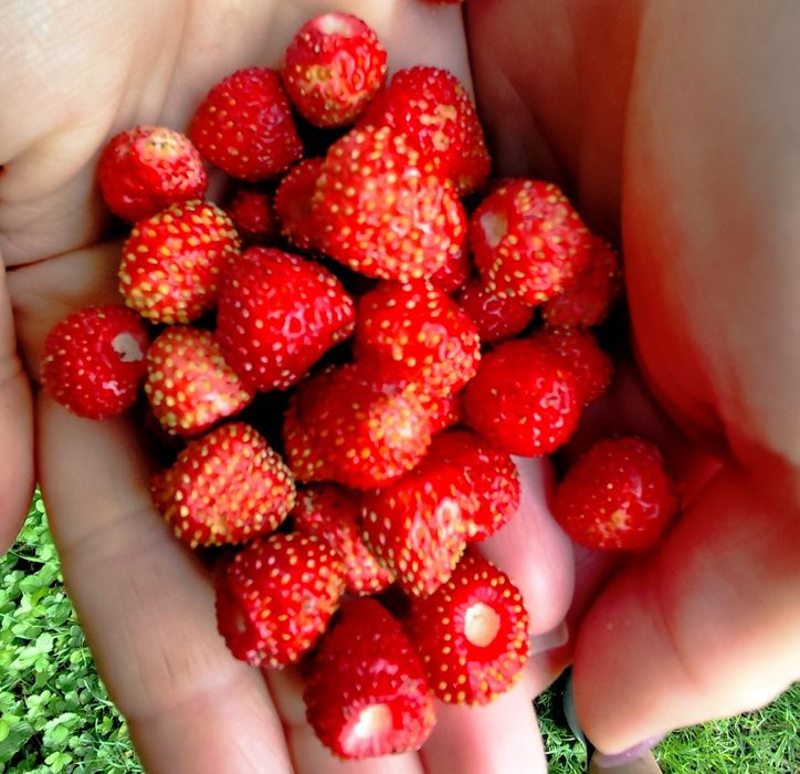 Sadzonki poziomek, truskawek