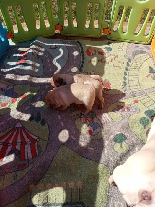 Szczeniak Mops - Dziewczynka