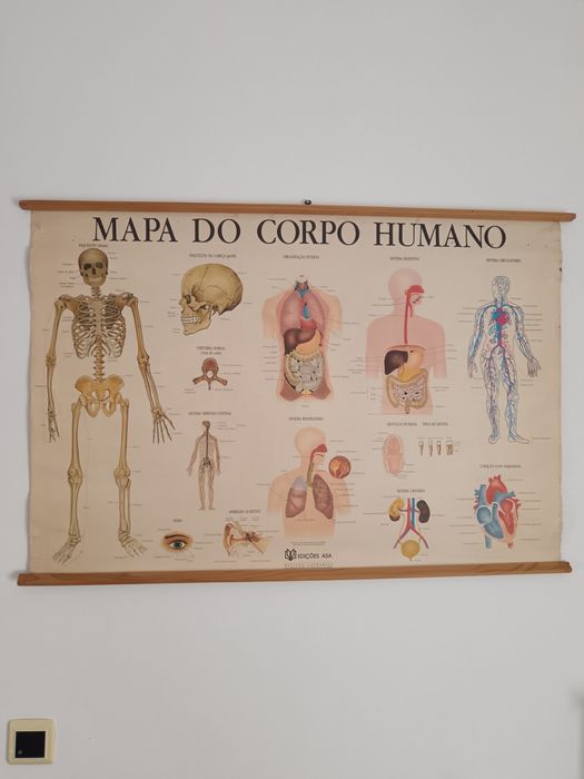 Mapa escolar corpo humano