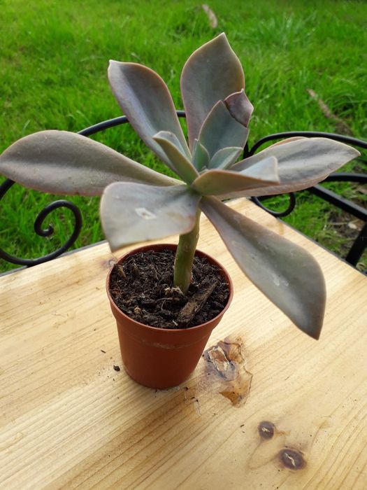 Echeveria Mandala " Rainha das Suculentas"