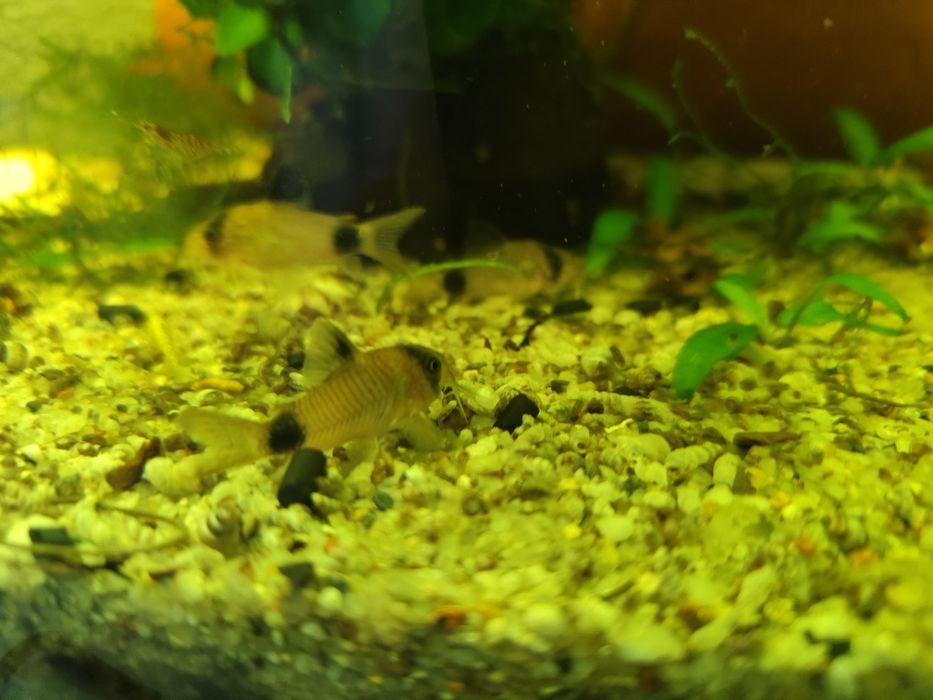 Kirys panda młode osobniki