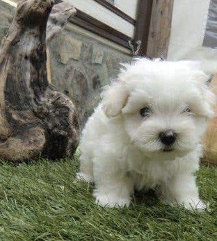 Bichon maltes macho top
