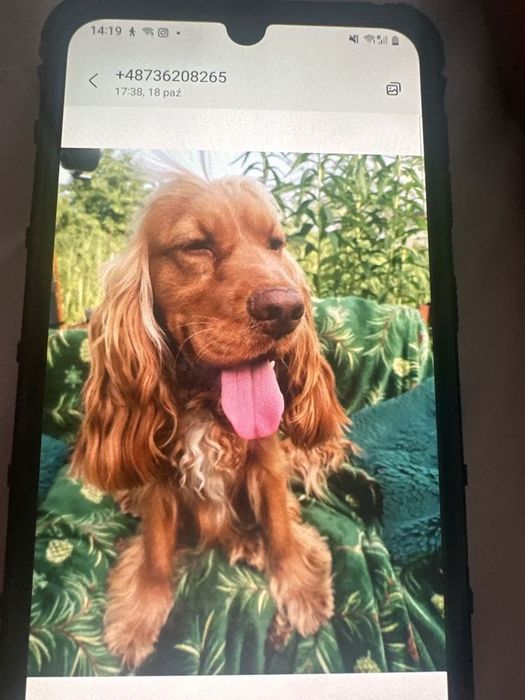 Cocker spaniel angielski piesek