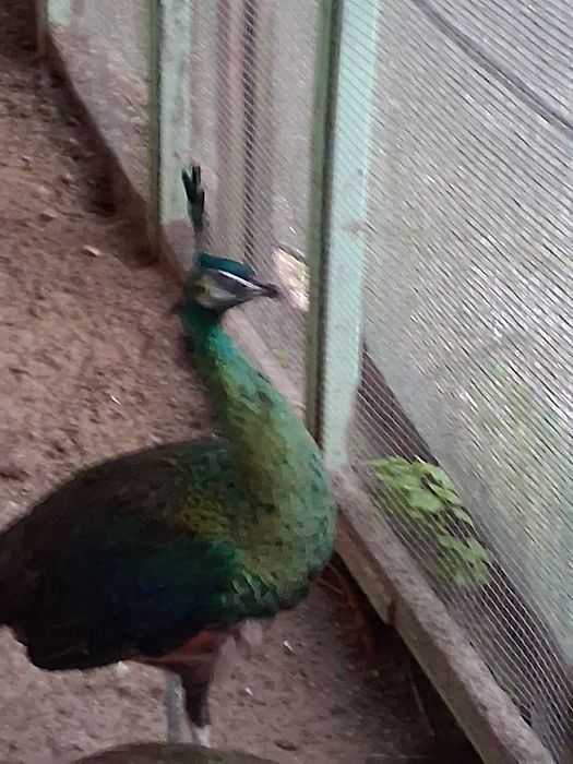 Pavoas muticus imperator