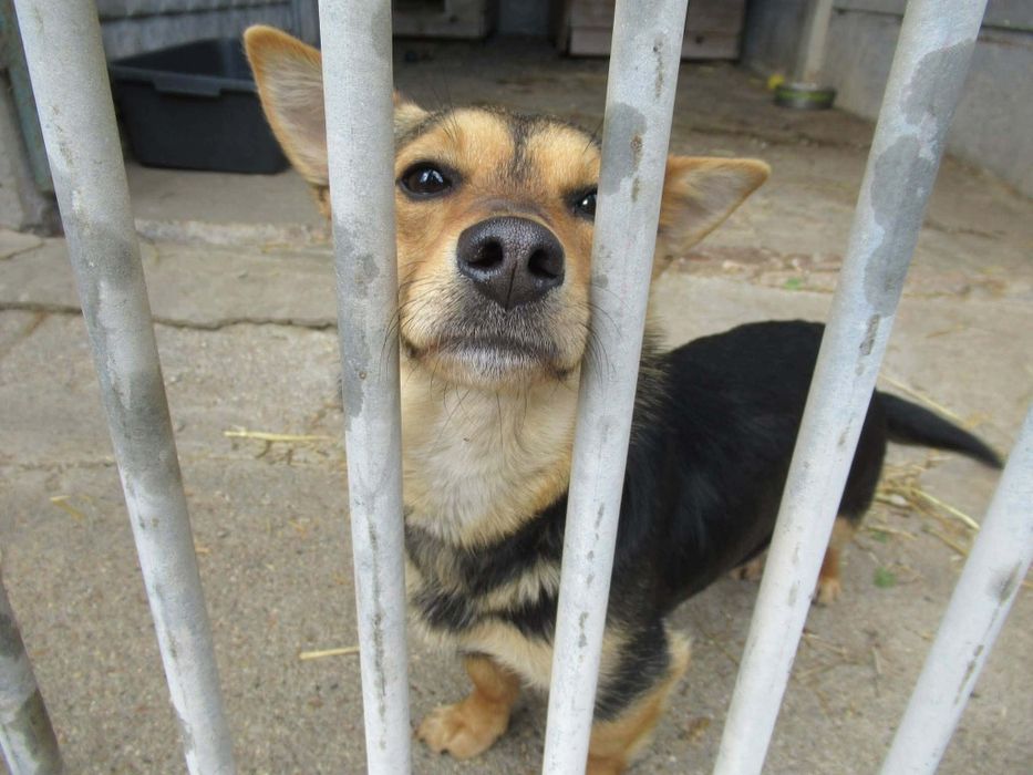 Maleńka Ola do adopcji