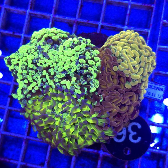 Euphyllia Paraancora Garden Mix WYSIWYG #36 koralowiec Kingdom of Corals